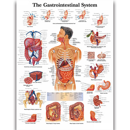 Medical Education Human Organs Anatomy Skeletal Muscle Classroom Study Decoration Painting