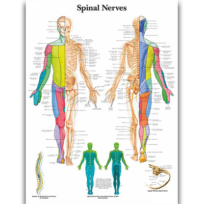 Medical Education Human Organs Anatomy Skeletal Muscle Classroom Study Decoration Painting